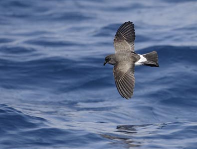 White-bellied Storm-Petrel (Fregetta grallaria) photo