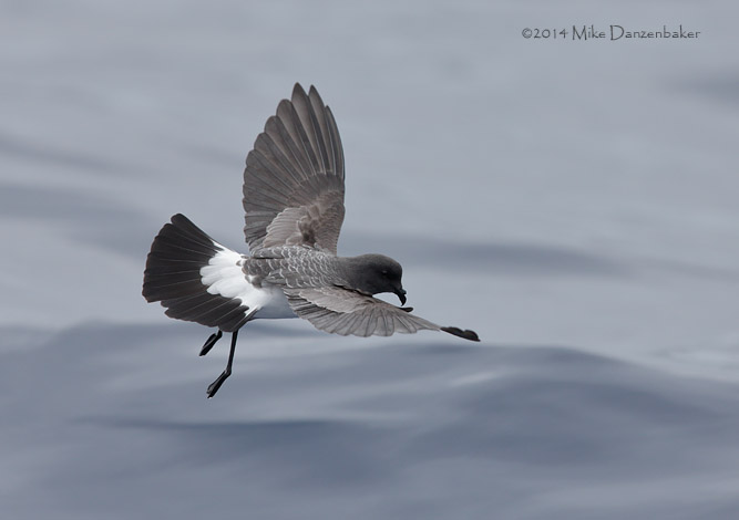 White-bellied Storm-Petrel (Fregetta grallaria) photo image