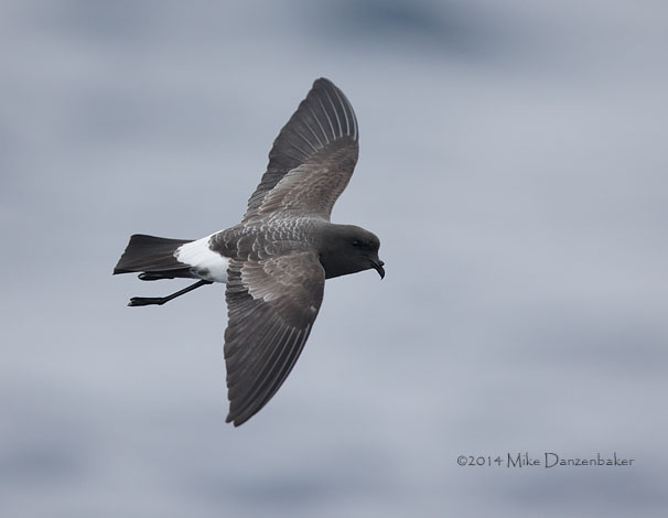 White-bellied Storm-Petrel (Fregetta grallaria) photo image