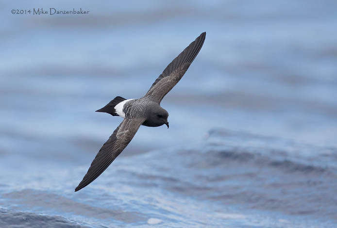 White-bellied Storm-Petrel (Fregetta grallaria) photo image