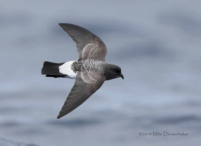 White-bellied Storm-Petrel (Fregetta grallaria) photo image