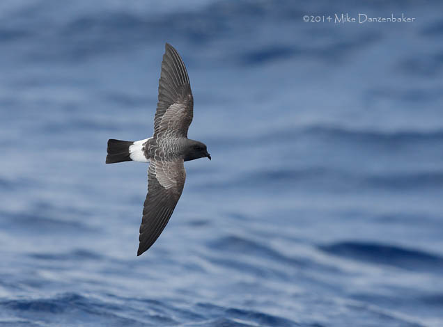 White-bellied Storm-Petrel (Fregetta grallaria) photo image