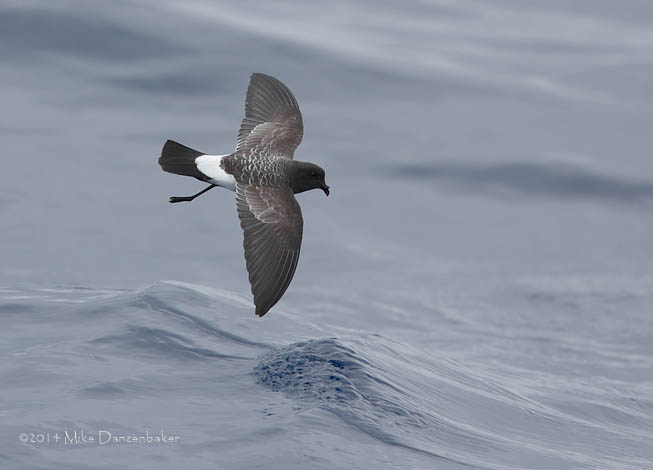 White-bellied Storm-Petrel (Fregetta grallaria) photo