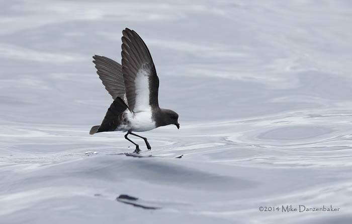 White-bellied Storm-Petrel (Fregetta grallaria) photo image