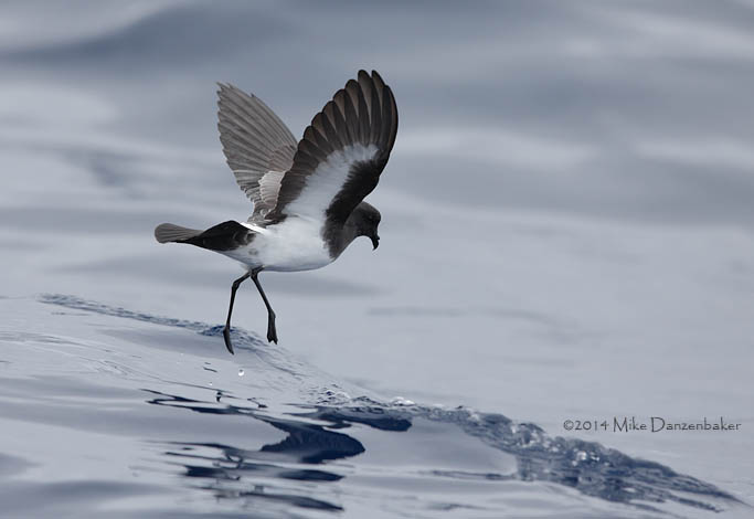 White-bellied Storm-Petrel (Fregetta grallaria) photo