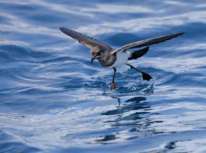 White-bellied Storm-Petrel (Fregetta grallaria) photo