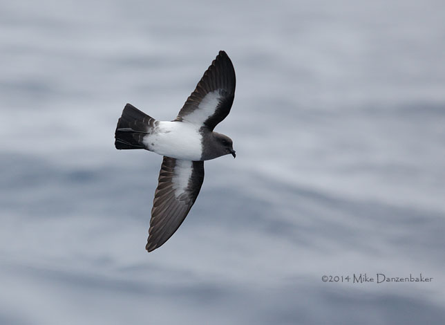 White-bellied Storm-Petrel (Fregetta grallaria) photo image