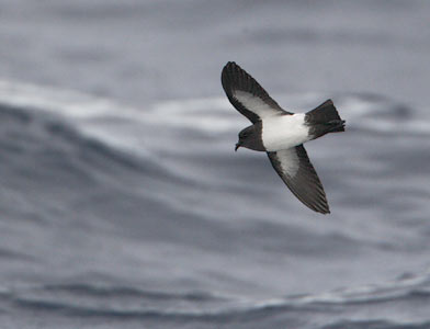 White-bellied Storm-Petrel (Fregetta grallaria) photo