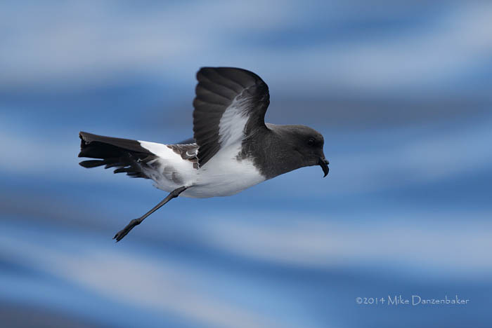 White-bellied Storm-Petrel (Fregetta grallaria) photo image