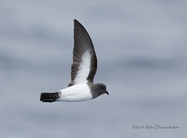 White-bellied Storm-Petrel (Fregetta grallaria) photo image