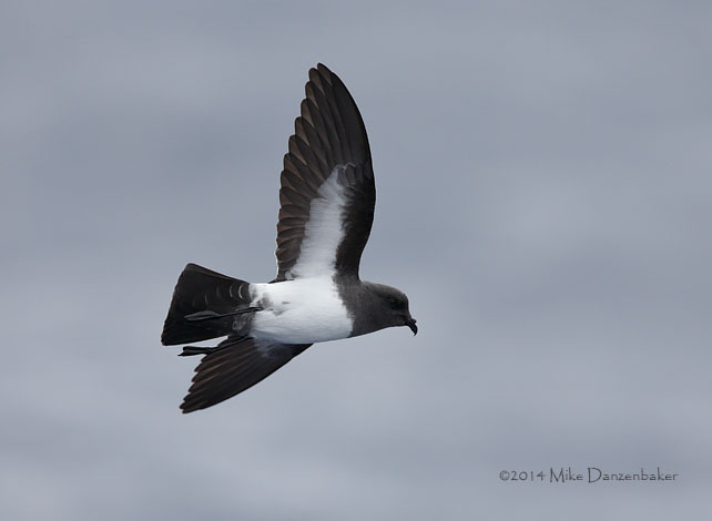 White-bellied Storm-Petrel (Fregetta grallaria) photo image