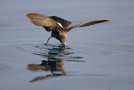 White-vented Storm-Petrel (Oceanites gracilis) photo image