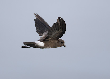 White-vented Storm-Petrel (Oceanites gracilis) photo image