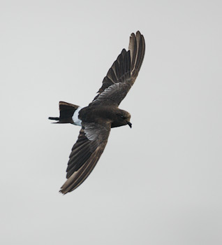 White-vented Storm-Petrel (Oceanites gracilis) photo image