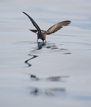 White-vented Storm-Petrel (Oceanites gracilis) photo image
