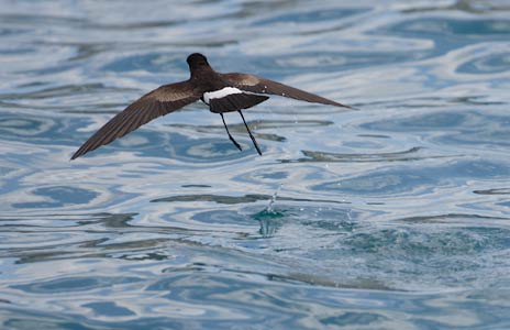 White-vented Storm-Petrel (Oceanites gracilis) photo image