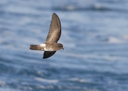 White-vented Storm-Petrel (Oceanites gracilis) photo image