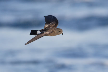 White-vented Storm-Petrel (Oceanites gracilis) photo image