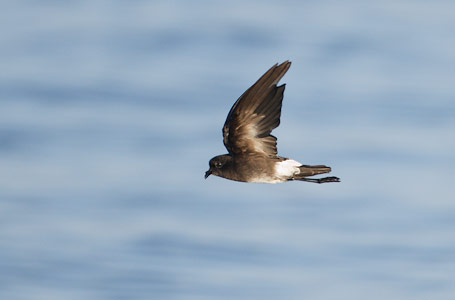 White-vented Storm-Petrel (Oceanites gracilis) photo image