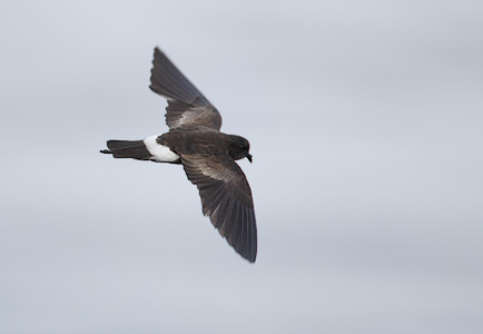 White-vented Storm-Petrel (Oceanites gracilis) photo image