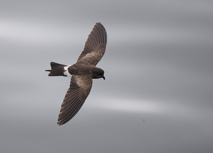 White-vented Storm-Petrel (Oceanites gracilis) photo image