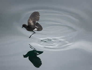 White-vented Storm-Petrel (Oceanites gracilis) photo image