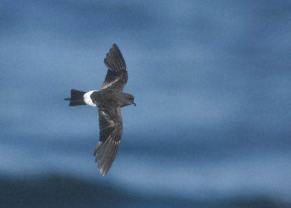 Wilson's Storm-Petrel (Oceanites oceanicus) photo image
