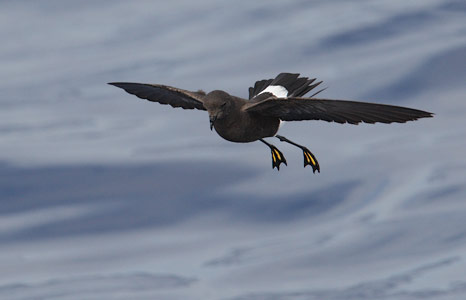 Wilson's Storm-Petrel (Oceanites oceanicus) photo
