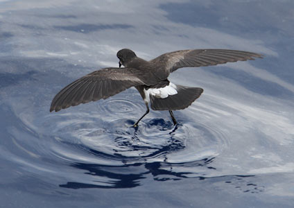 Wilson's Storm-Petrel (Oceanites oceanicus) photo