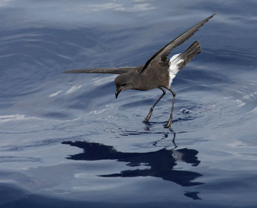 Wilson's Storm-Petrel (Oceanites oceanicus) photo image