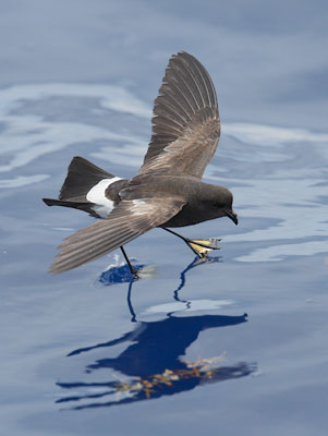 Wilson's Storm-Petrel (Oceanites oceanicus) photo