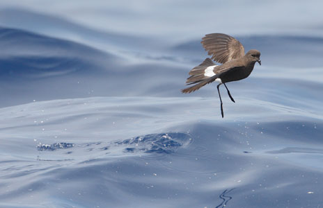 Wilson's Storm-Petrel (Oceanites oceanicus) photo