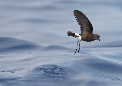 Wilson's Storm-Petrel (Oceanites oceanicus) photo