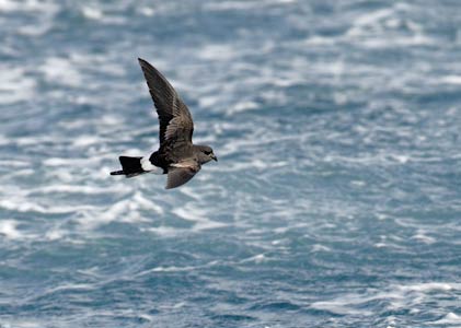 Wilson's Storm-Petrel (Oceanites oceanicus) photo image