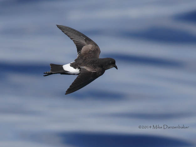 Wilson's Storm-Petrel (Oceanites oceanicus) photo image