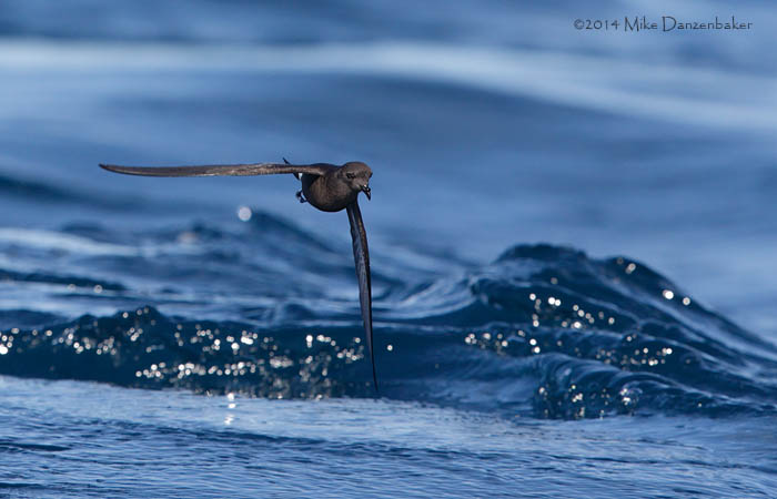 Wilson's Storm-Petrel (Oceanites oceanicus) photo image
