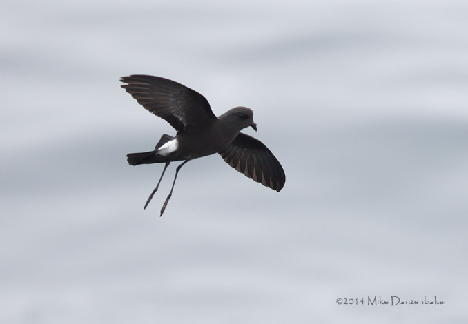 Wilson's (chilensis) Storm-Petrel (Oceanites oceanicus chilensis) photo