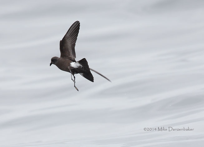 Wilson's Storm-Petrel (Oceanites oceanicus) photo image