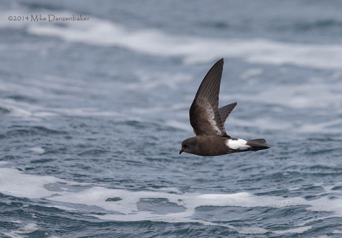 Wilson's Storm-Petrel (Oceanites oceanicus) photo image