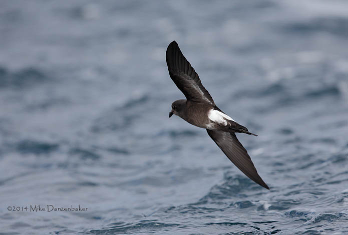 Wilson's Storm-Petrel (Oceanites oceanicus) photo image