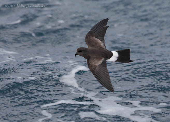 Wilson's Storm-Petrel (Oceanites oceanicus) photo image