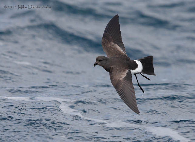 Wilson's Storm-Petrel (Oceanites oceanicus) photo image