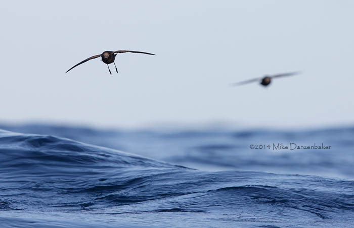 Wilson's Storm-Petrel (Oceanites oceanicus) photo image