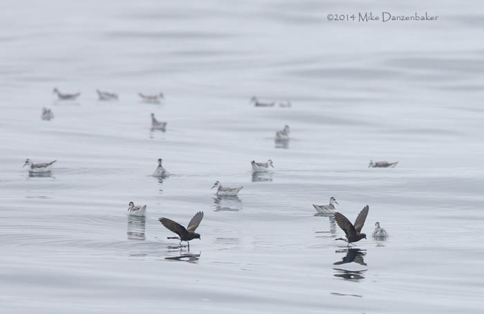 Wilson's Storm-Petrel (Oceanites oceanicus) photo image