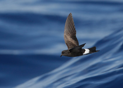 Wilson's Storm-Petrel (Oceanites oceanicus) photo