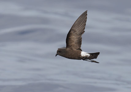 Wilson's Storm-Petrel (Oceanites oceanicus) photo
