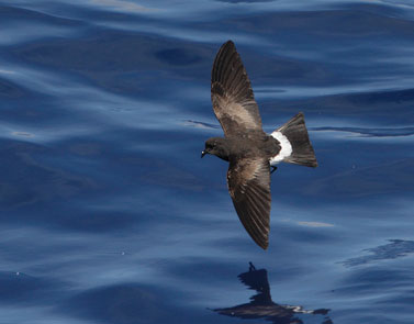 Wilson's Storm-Petrel (Oceanites oceanicus) photo