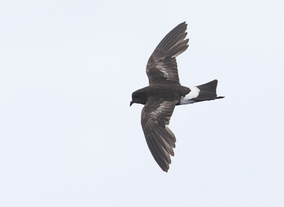 Wilson's Storm-Petrel (Oceanites oceanicus) photo