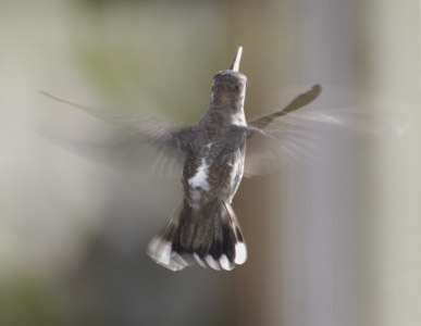 Plain-capped Starthroat (Heliomaster constantii) photo image