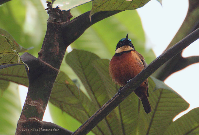 Buff-throated Sunbird (Chalcomitra adelberti) photo